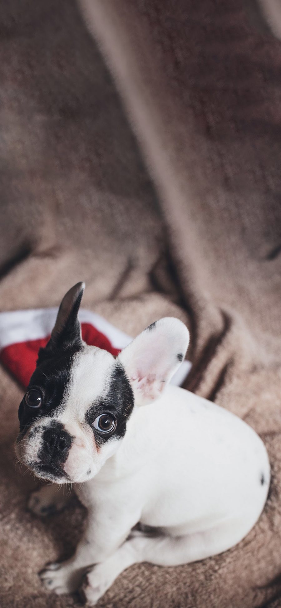 [2436×1125]斗牛 幼犬 宠物 小狗 苹果手机壁纸图片