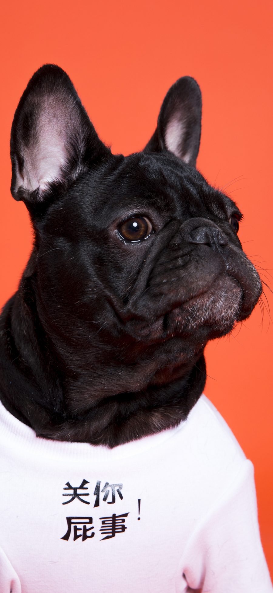 [2436×1125]斗牛犬 狗 汪星人 宠物 关你屁事 苹果手机壁纸图片