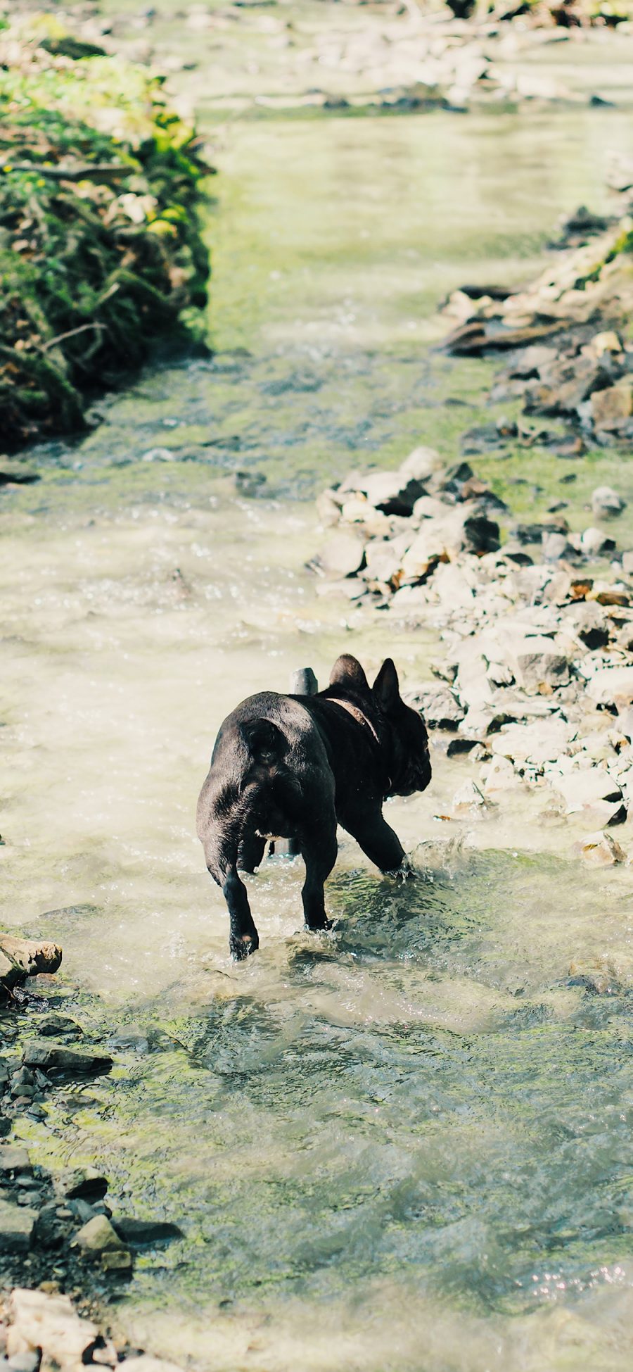 [2436×1125]斗牛犬 狗 汪星人 宠物 过河 苹果手机壁纸图片