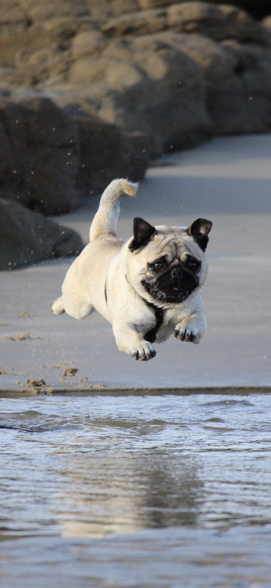 [2436×1125]斗牛犬 狗 汪星人 跳跃 宠物 可爱 苹果手机壁纸图片