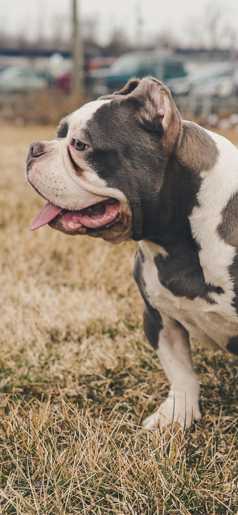 [2436×1125]斗牛犬 草地 宠物 犬类 苹果手机壁纸图片