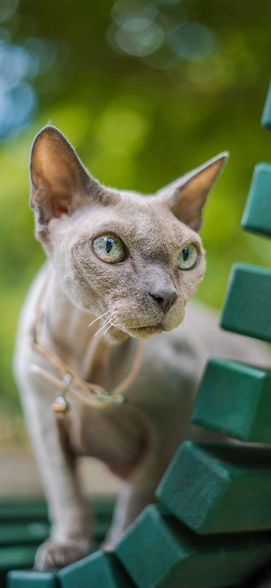 [2436×1125]无毛猫 椅子 宠物 斯芬克色猫 苹果手机壁纸图片