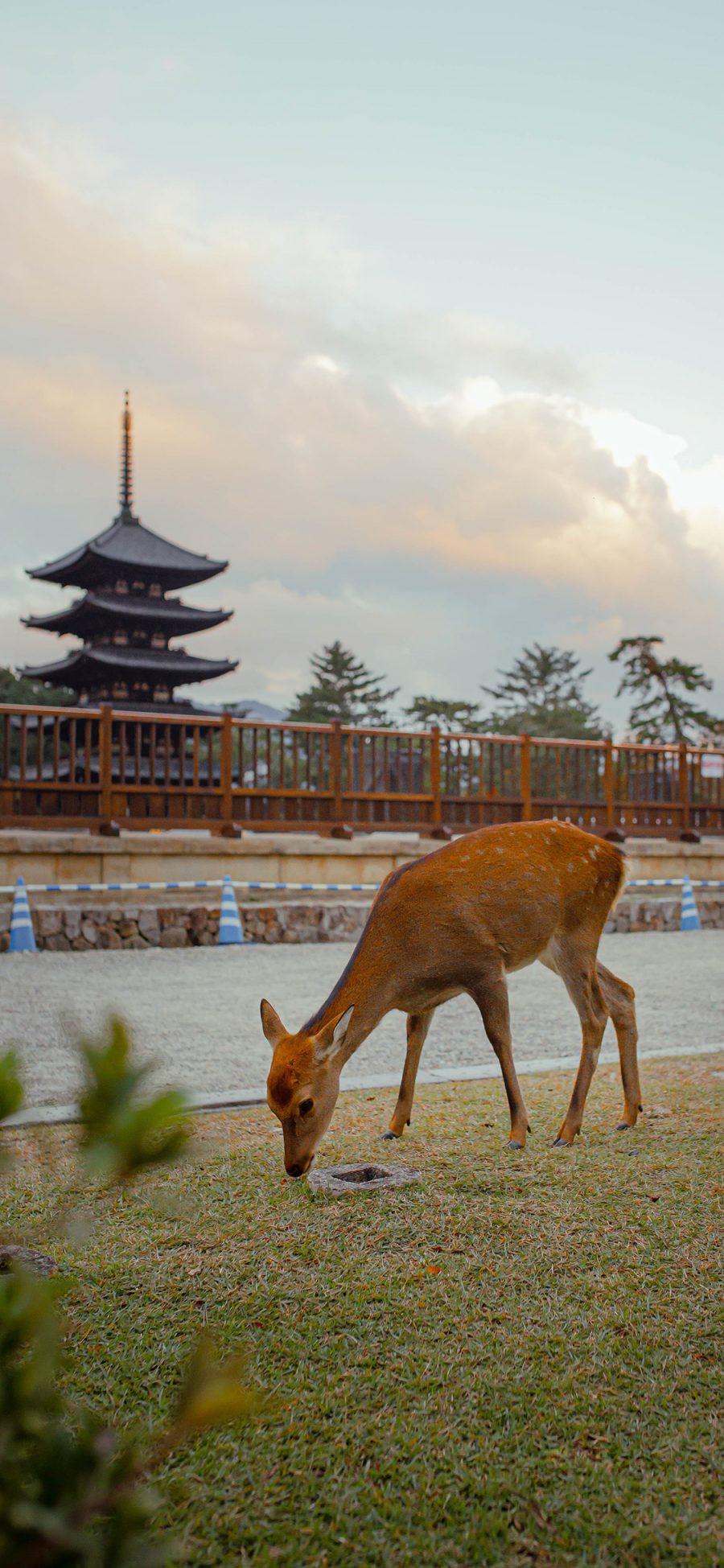 [2436×1125]日本 奈良 小鹿 放养 苹果手机壁纸图片