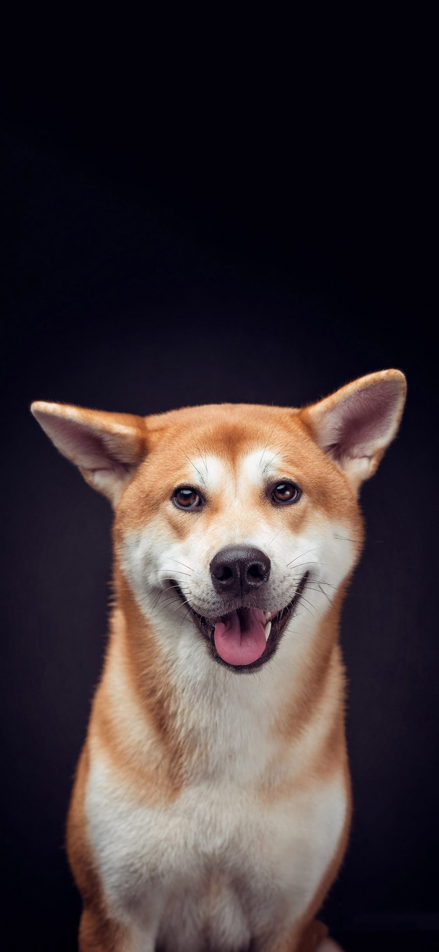[2436×1125]日本 柴犬 宠物狗 可爱 苹果手机壁纸图片
