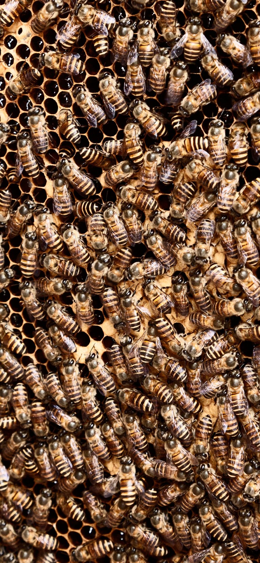 [2436×1125]昆虫 密集 蜜蜂 蜂巢 苹果手机壁纸图片