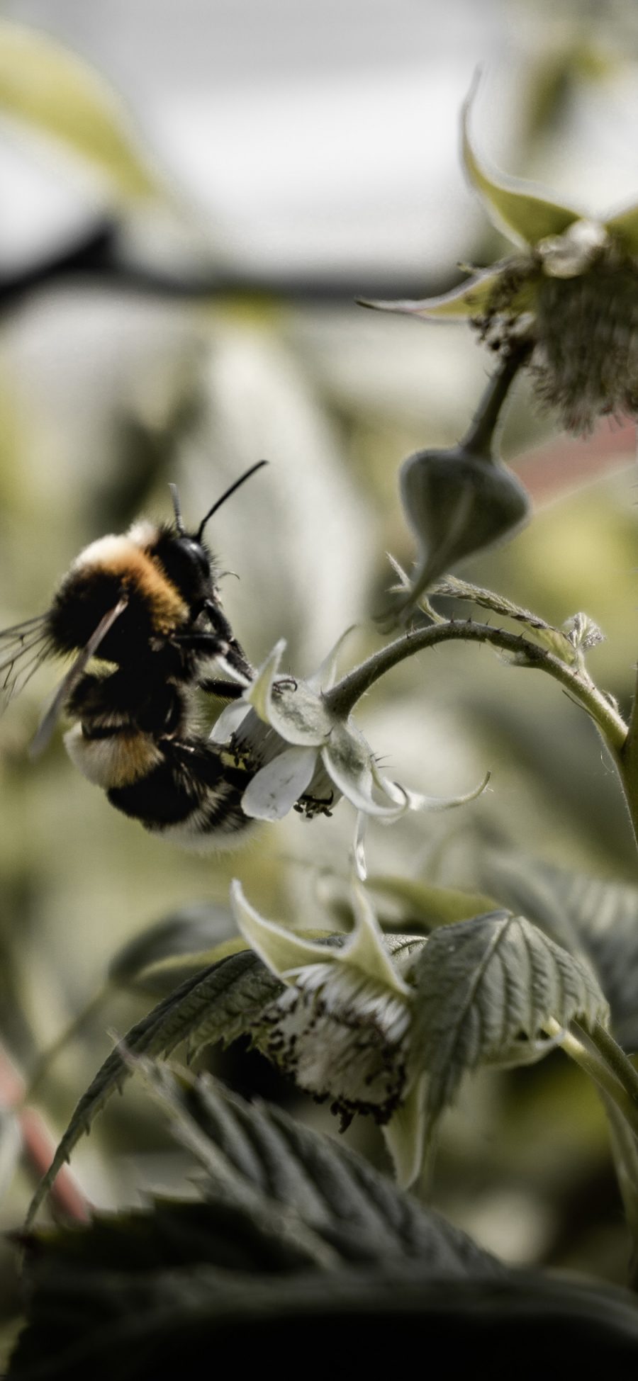 [2436×1125]昆虫 蜜蜂 采蜜 飞行 苹果手机壁纸图片