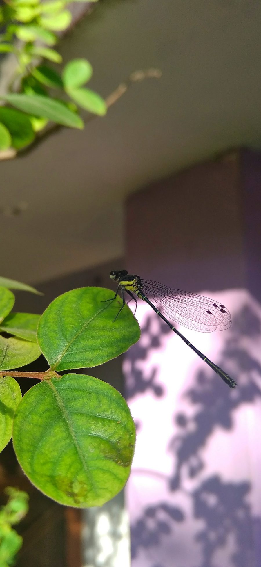 [2436×1125]昆虫 蜻蜓 枝叶 绿叶 苹果手机壁纸图片