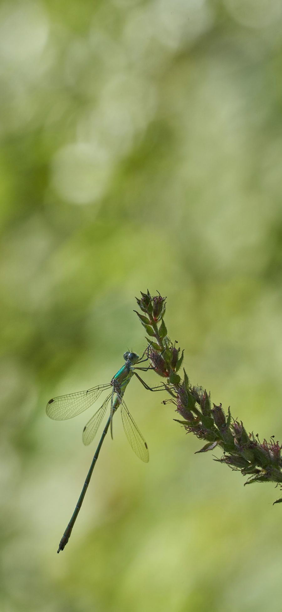 [2436×1125]昆虫 蜻蜓 翅膀 苹果手机壁纸图片