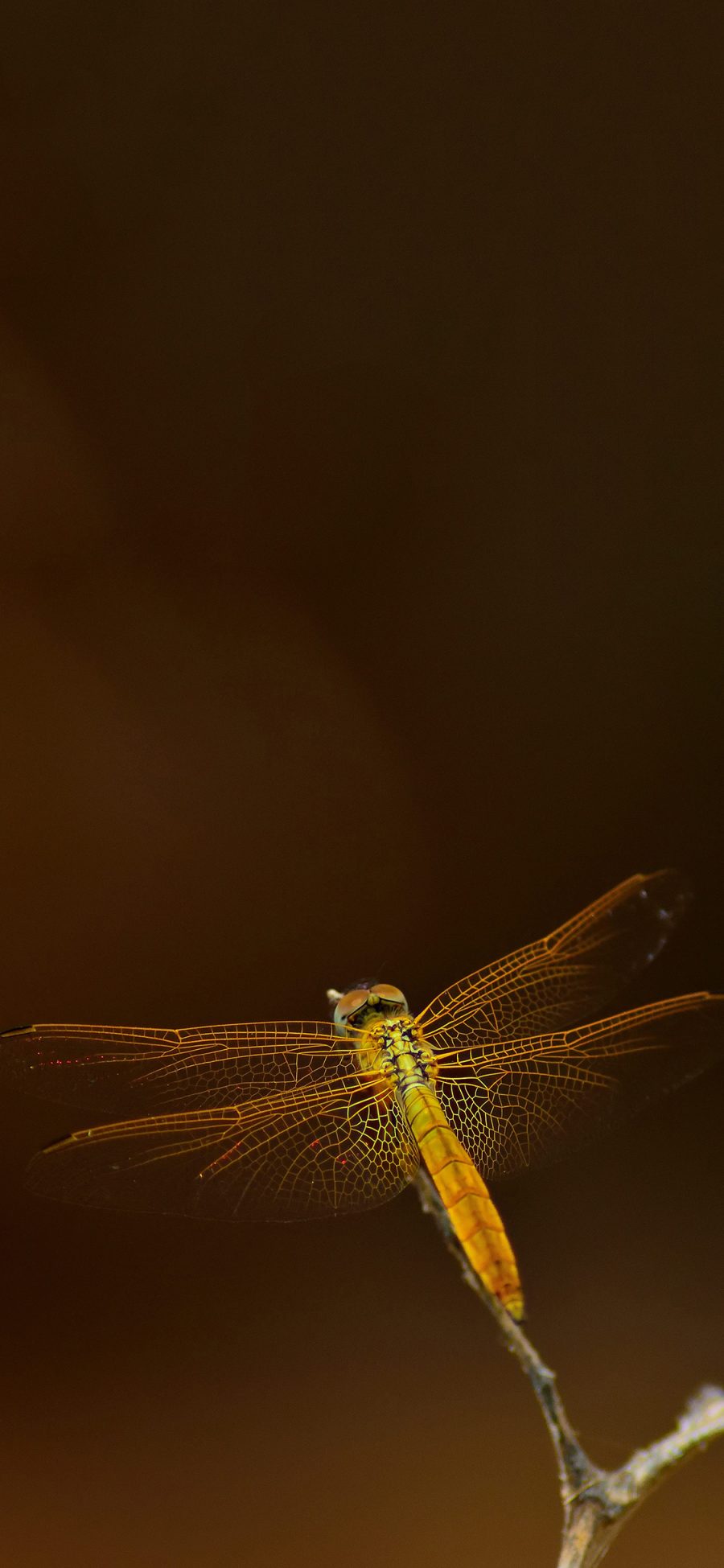 [2436×1125]昆虫 蜻蜓 翅膀 树枝 苹果手机壁纸图片