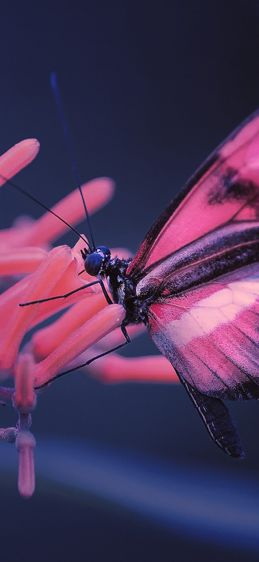 [2436×1125]昆虫 蝴蝶 粉 翅膀 苹果手机壁纸图片