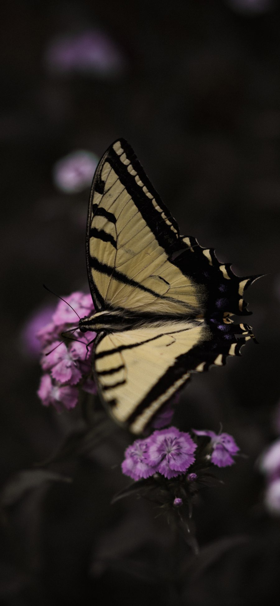 [2436×1125]昆虫 蝴蝶 花丛 采蜜 苹果手机壁纸图片