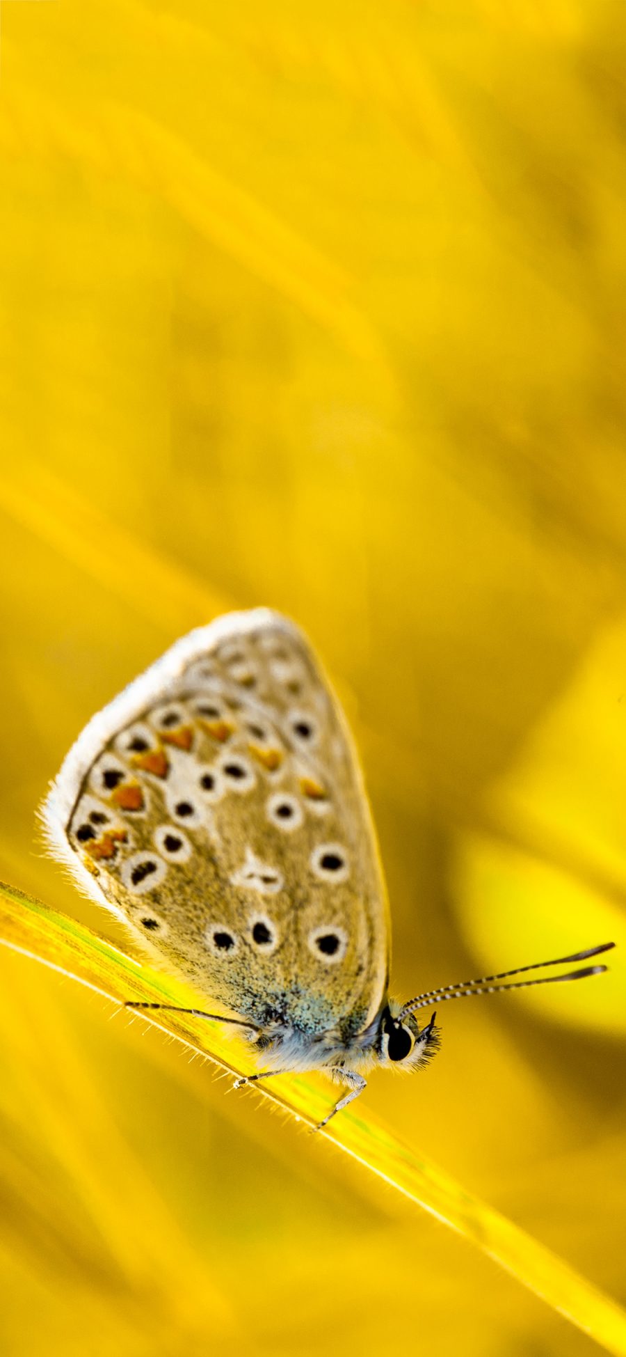 [2436×1125]昆虫 蝴蝶 蛾子 漂亮 苹果手机壁纸图片