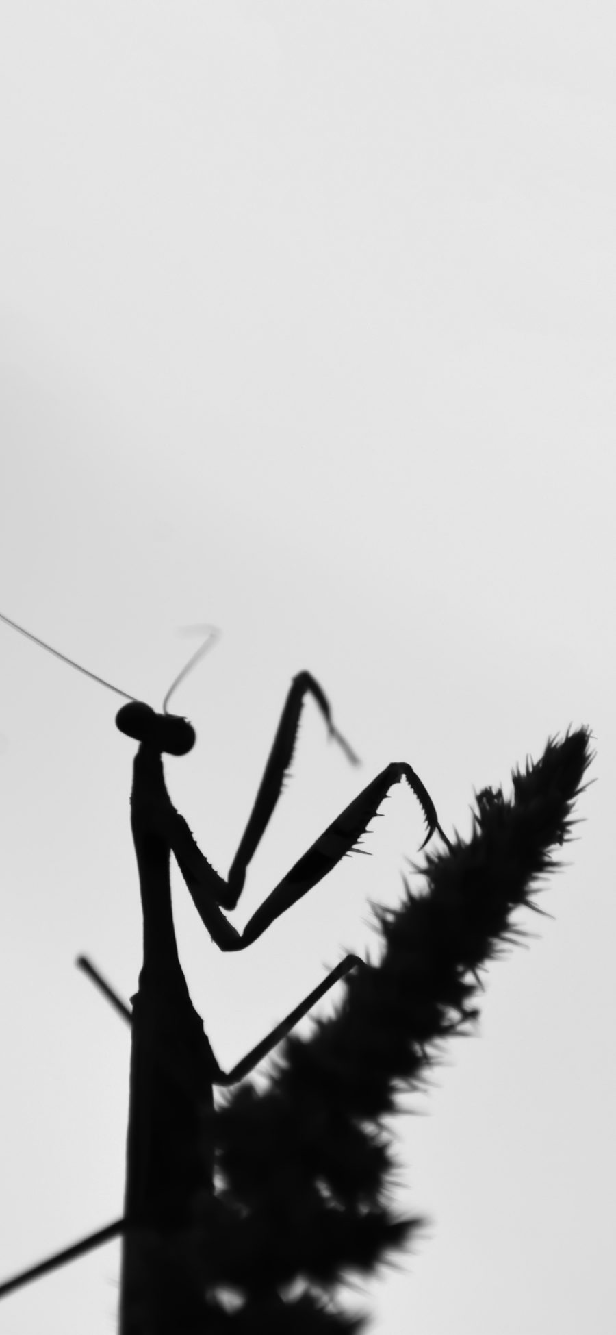 [2436×1125]昆虫 螳螂 大刀 黑白 苹果手机壁纸图片