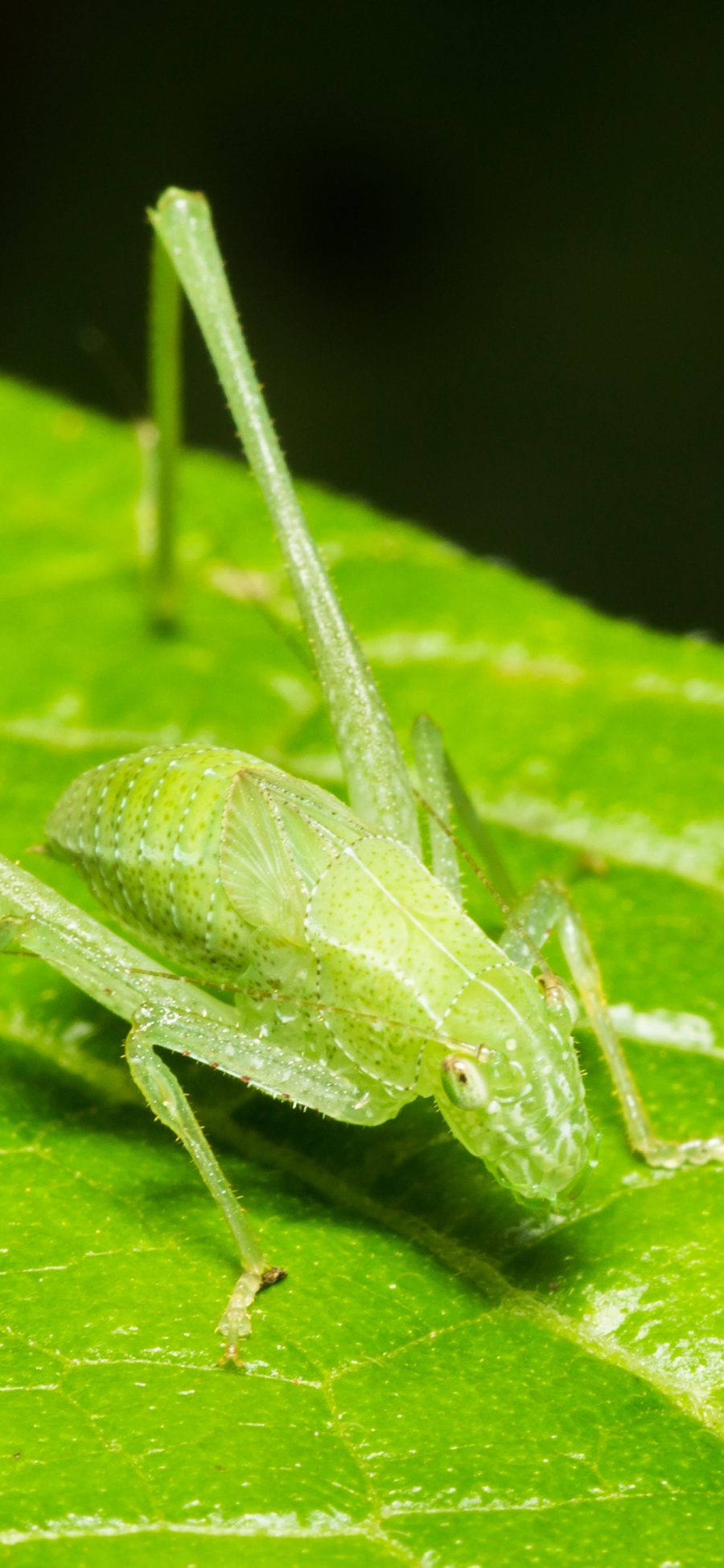[2436×1125]昆虫 露螽 绿叶 肢体 苹果手机壁纸图片
