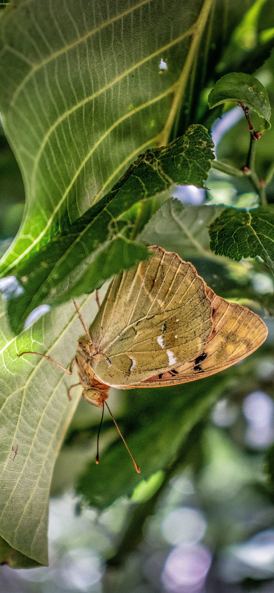 [2436×1125]昆虫 飞蛾 枝叶 啃食 蝴蝶 苹果手机壁纸图片