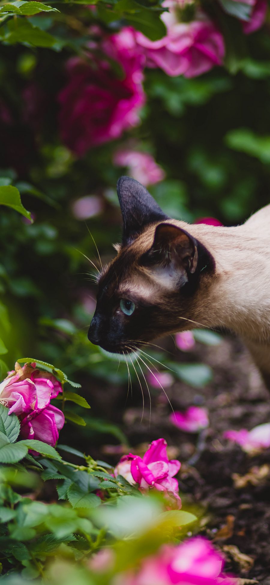 [2436×1125]暹罗 猫咪 花丛 户外 苹果手机壁纸图片