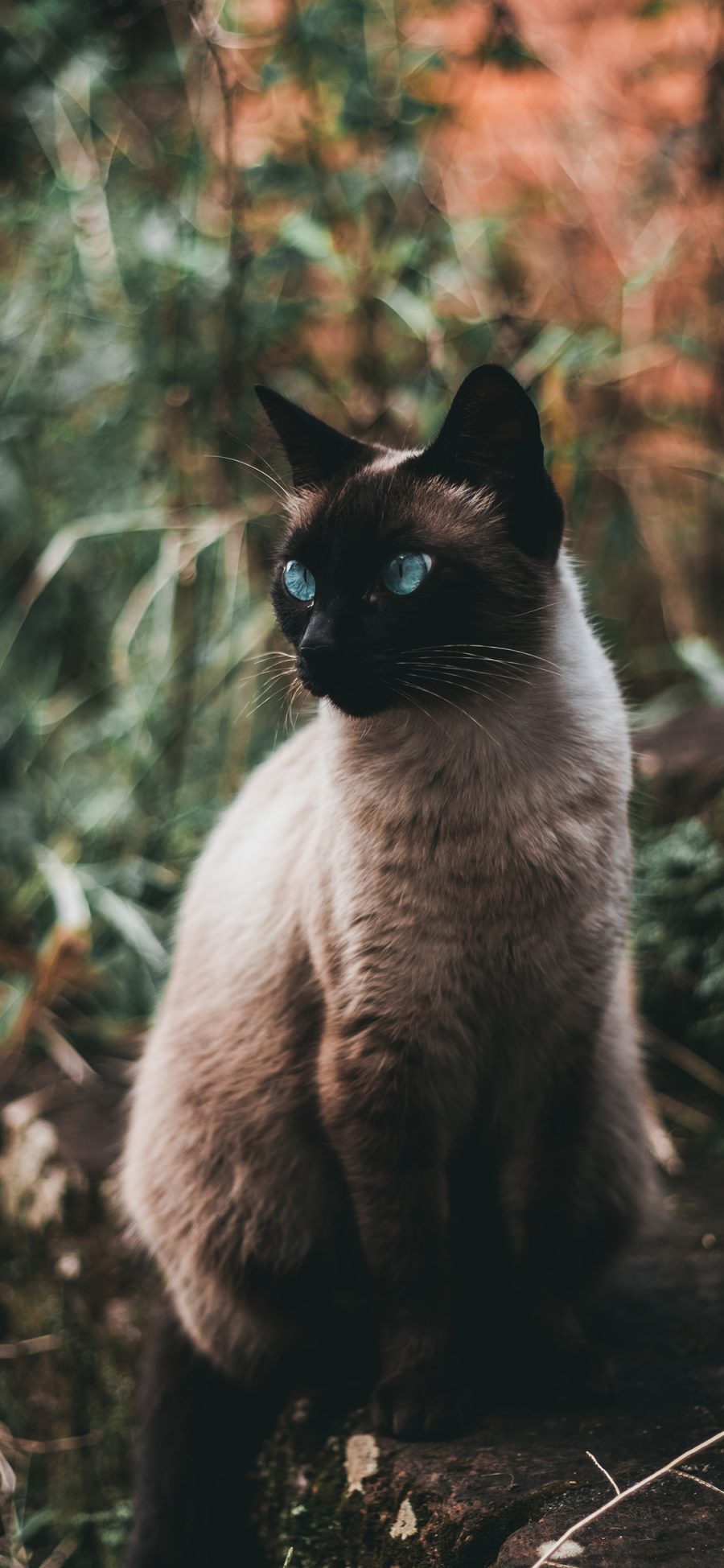 [2436×1125]暹罗猫 宠物 猫咪 皮毛 苹果手机壁纸图片