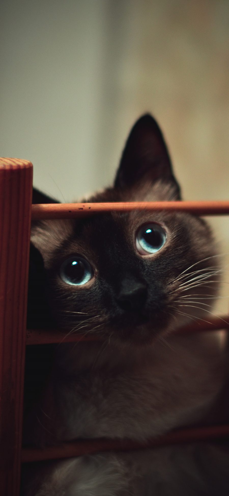 [2436×1125]暹罗猫 宠物猫 大眼睛 萌 苹果手机壁纸图片