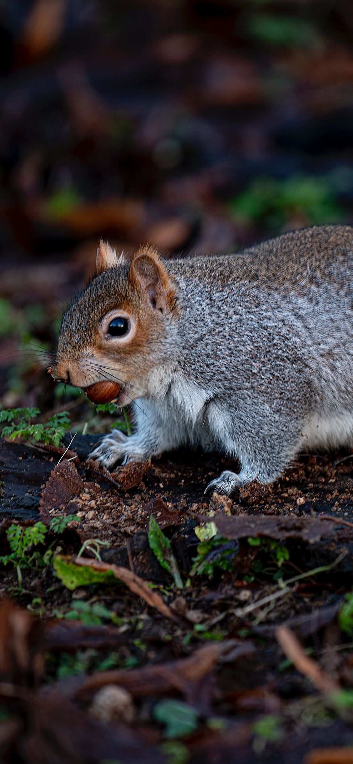 [2436×1125]松鼠 坚果 橡果 可爱 丛林 苹果手机壁纸图片