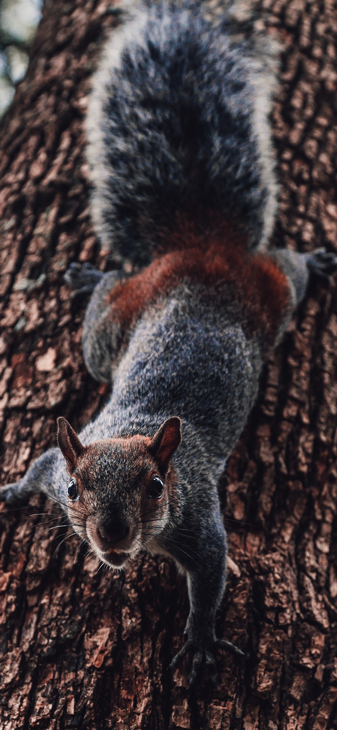 [2436×1125]松鼠 树干 爬行 仰拍 苹果手机壁纸图片