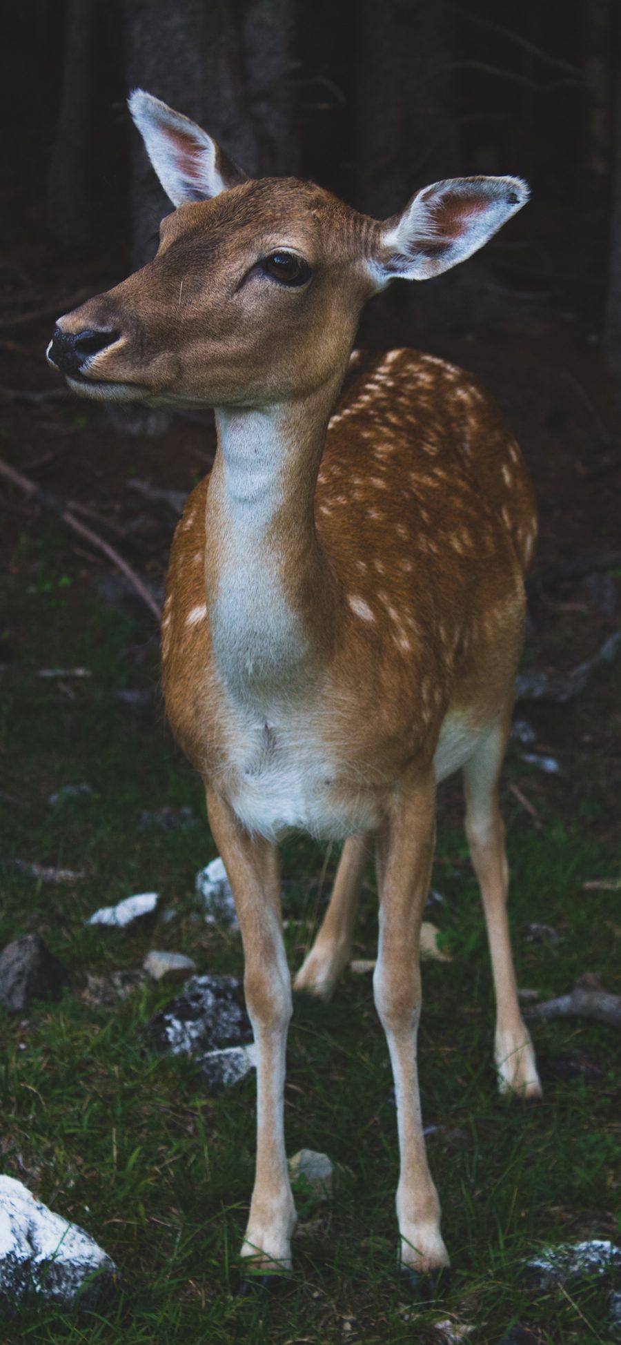 [2436×1125]林中 小鹿 斑点 可爱 苹果手机壁纸图片
