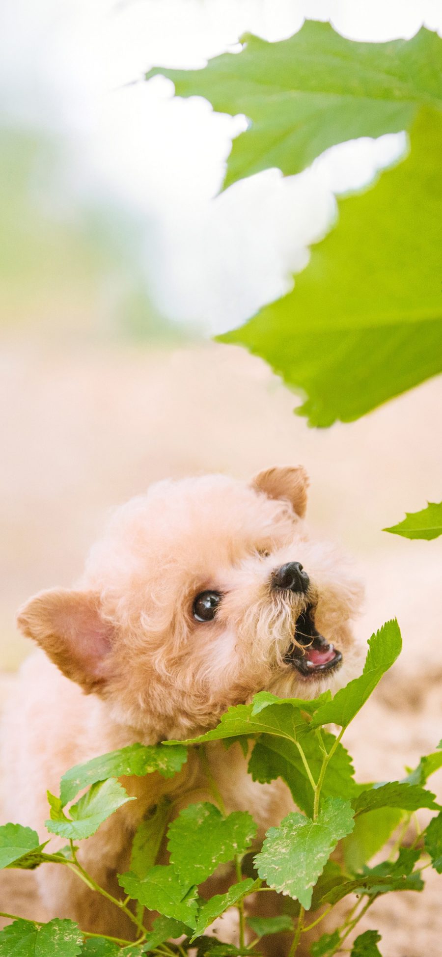 [2436×1125]枝叶 宠物狗 幼犬 可爱 苹果手机壁纸图片