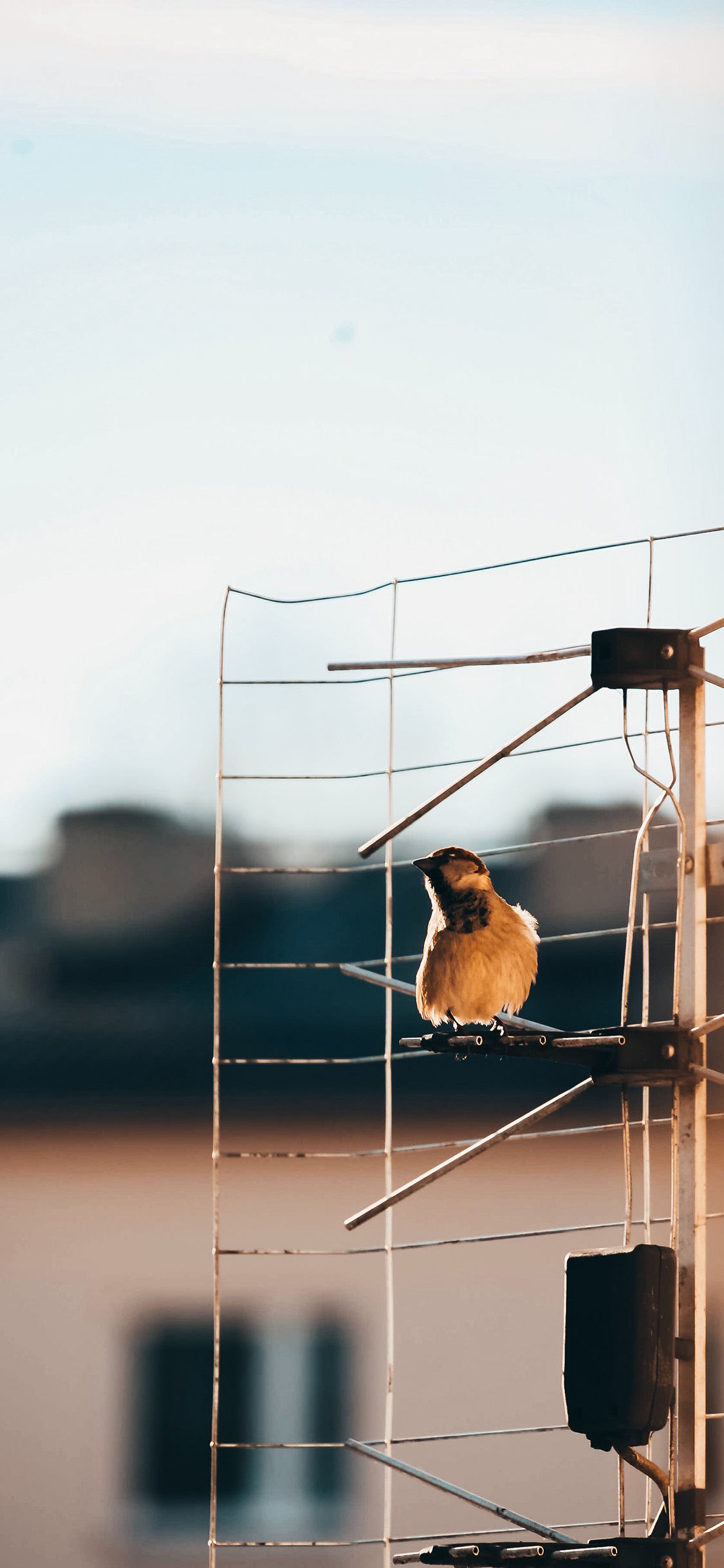[2436×1125]架子 小鸟 飞禽 栖息 苹果手机壁纸图片