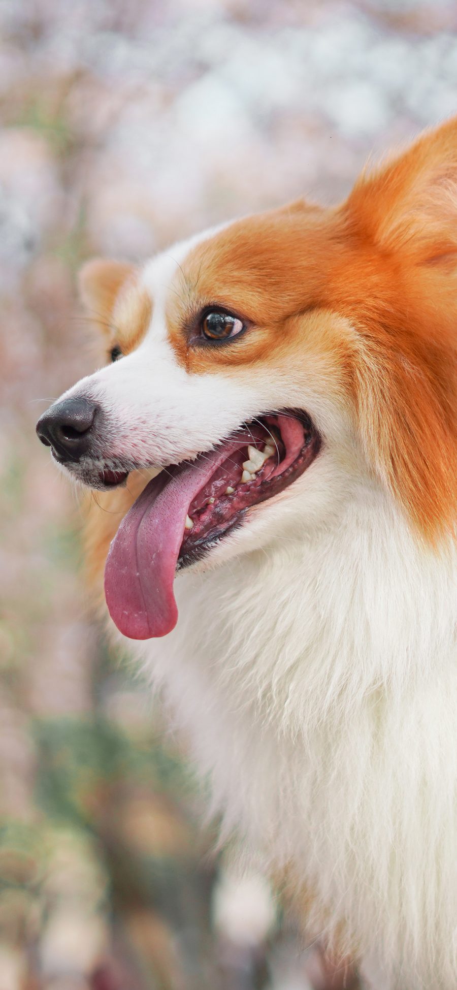 [2436×1125]柯基 可爱 宠物 犬类 苹果手机壁纸图片