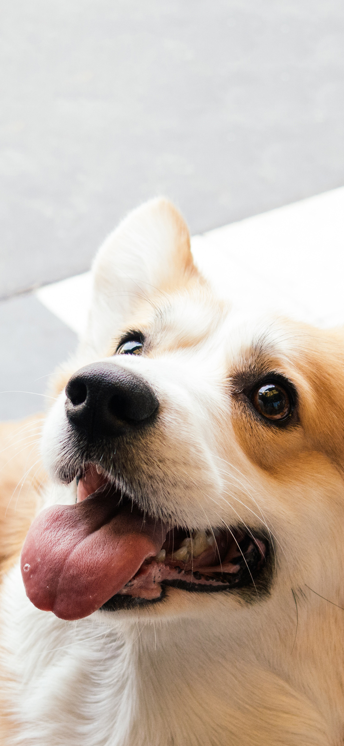 [2436×1125]柯基 宠物 犬类 狗 苹果手机壁纸图片