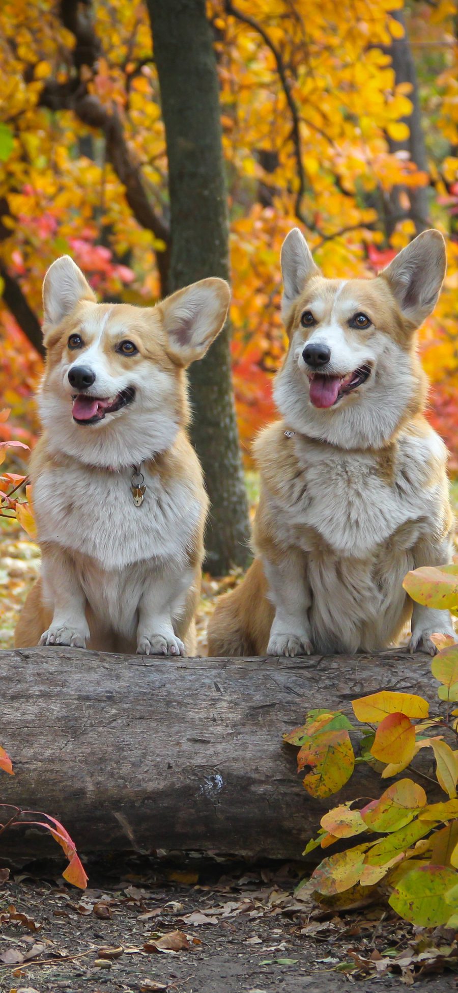 [2436×1125]柯基 犬 狗 汪星人 宠物 可爱 苹果手机壁纸图片