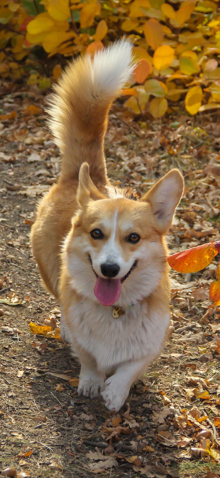 [2436×1125]柯基 犬 狗 汪星人 宠物 萌 苹果手机壁纸图片