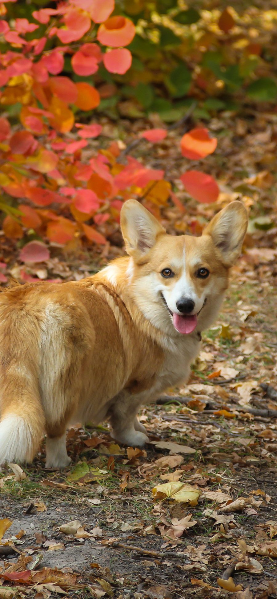 [2436×1125]柯基 狗 犬 树林 汪星人 宠物 萌 苹果手机壁纸图片