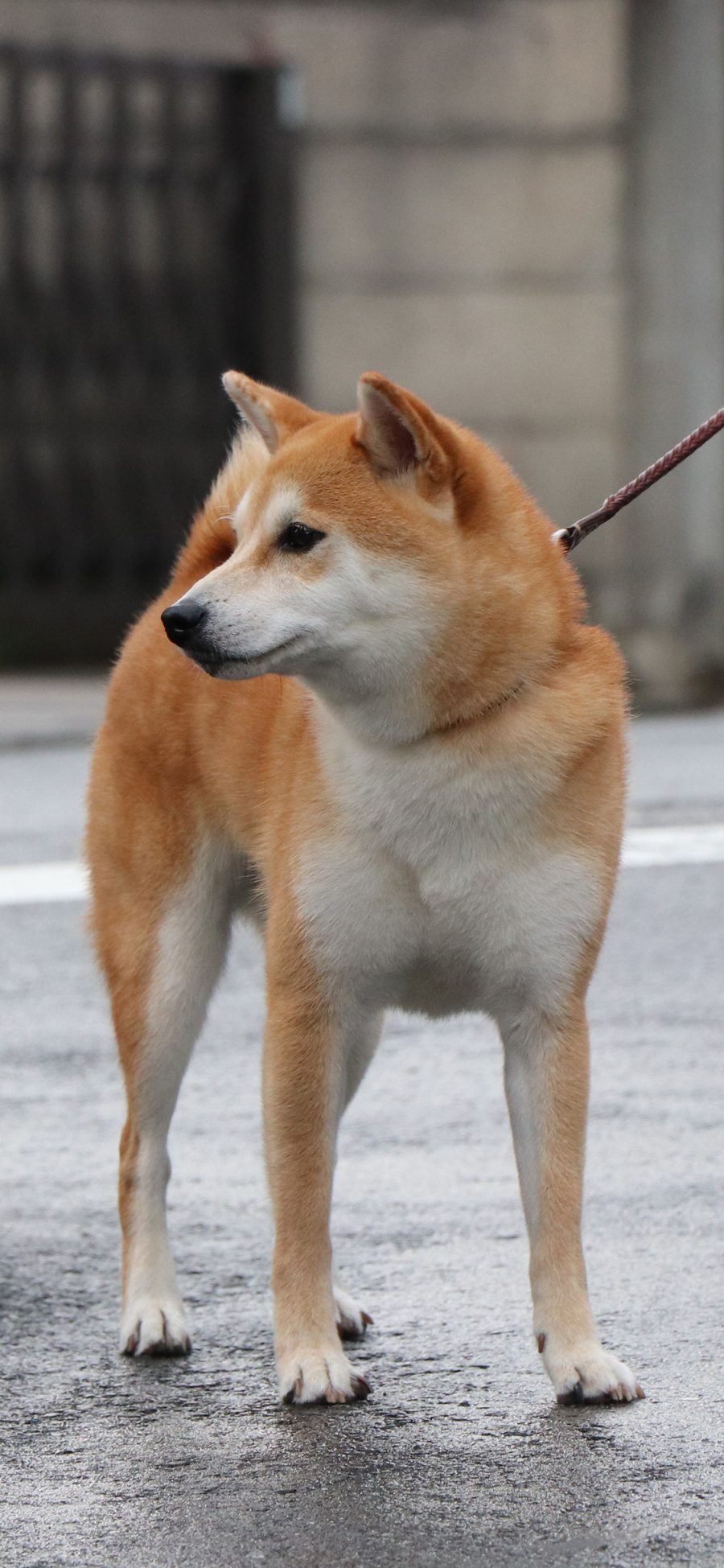 [2436×1125]柴犬 宠物 狗 汪星人 苹果手机壁纸图片