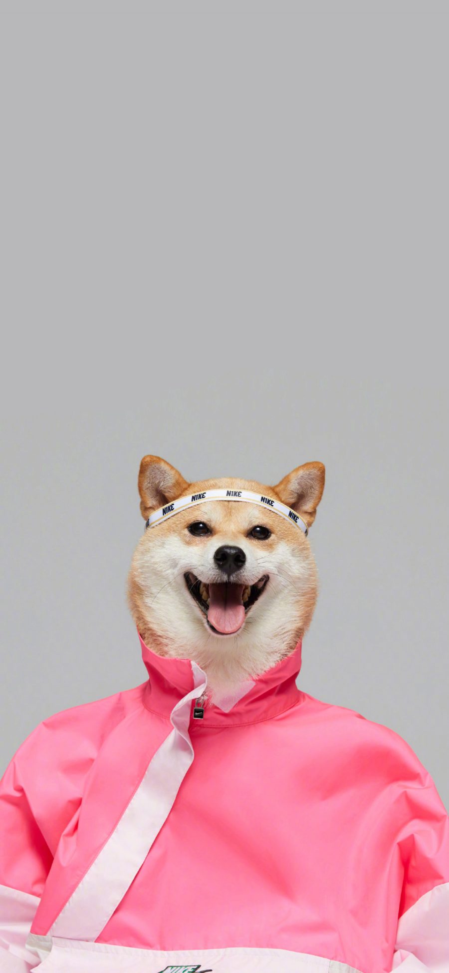 [2436×1125]柴犬 服装 狗 犬 耐克 发带 汪星人 苹果手机壁纸图片