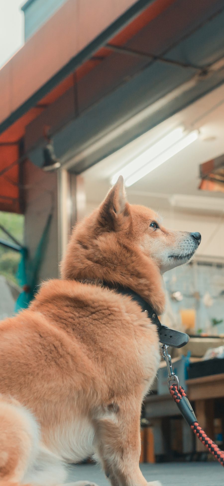 [2436×1125]柴犬 汪星人 宠物 可爱 萌 狗 苹果手机壁纸图片