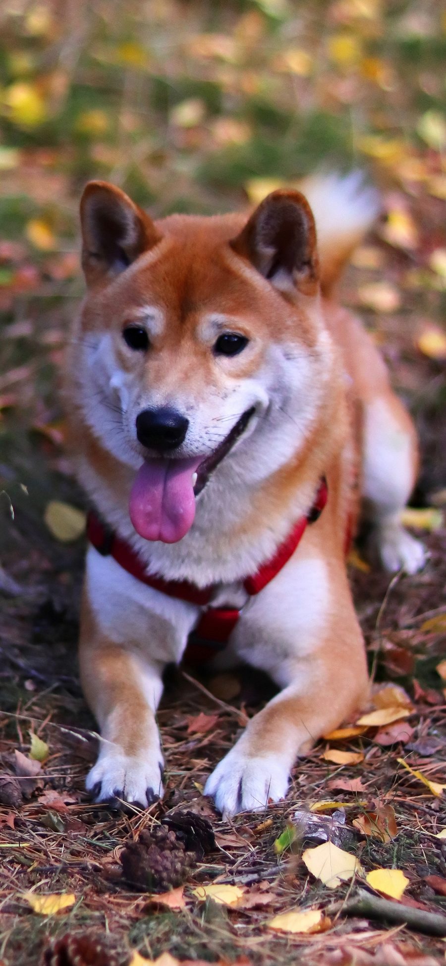 [2436×1125]柴犬 汪星人 狗 宠物 吐舌 落叶 苹果手机壁纸图片