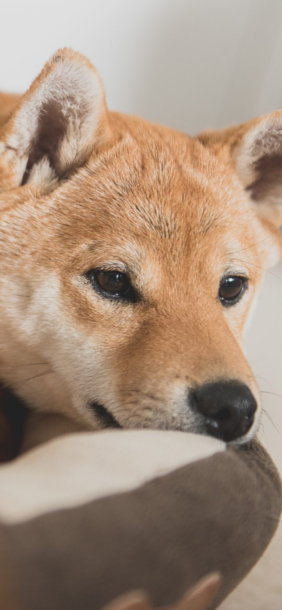 [2436×1125]柴犬 汪星人 狗狗 可爱 萌 宠物 苹果手机壁纸图片