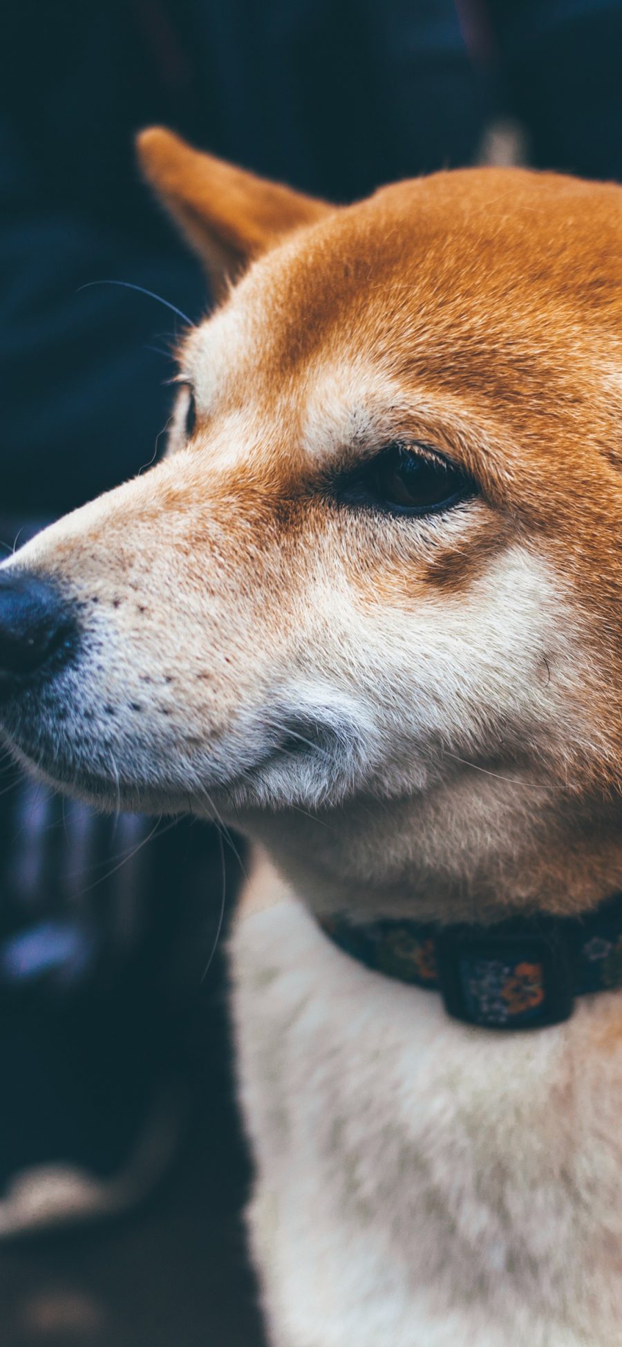 [2436×1125]柴犬 狗 汪星人 可爱 宠物 苹果手机壁纸图片