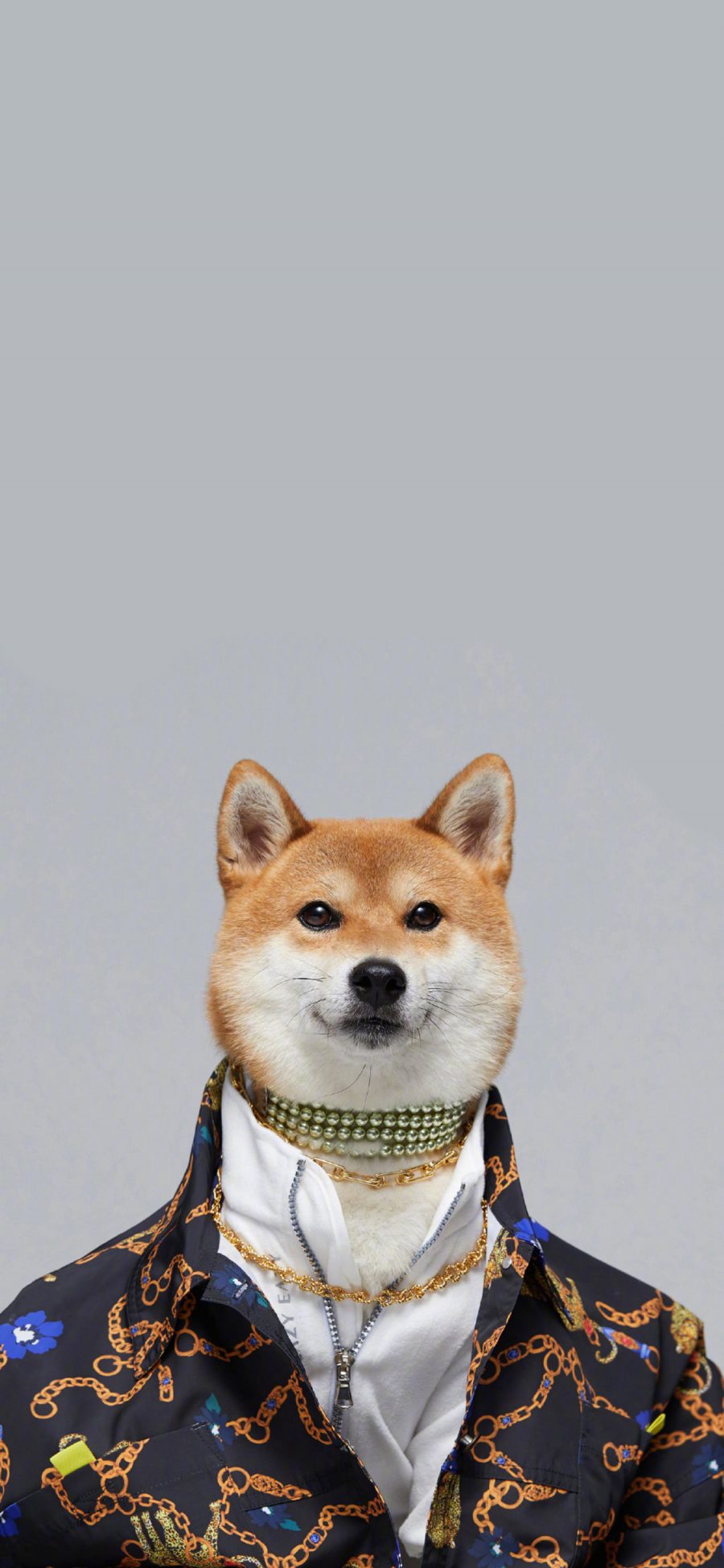 [2436×1125]柴犬 狗 汪星人 宠物 服饰 金链子 苹果手机壁纸图片