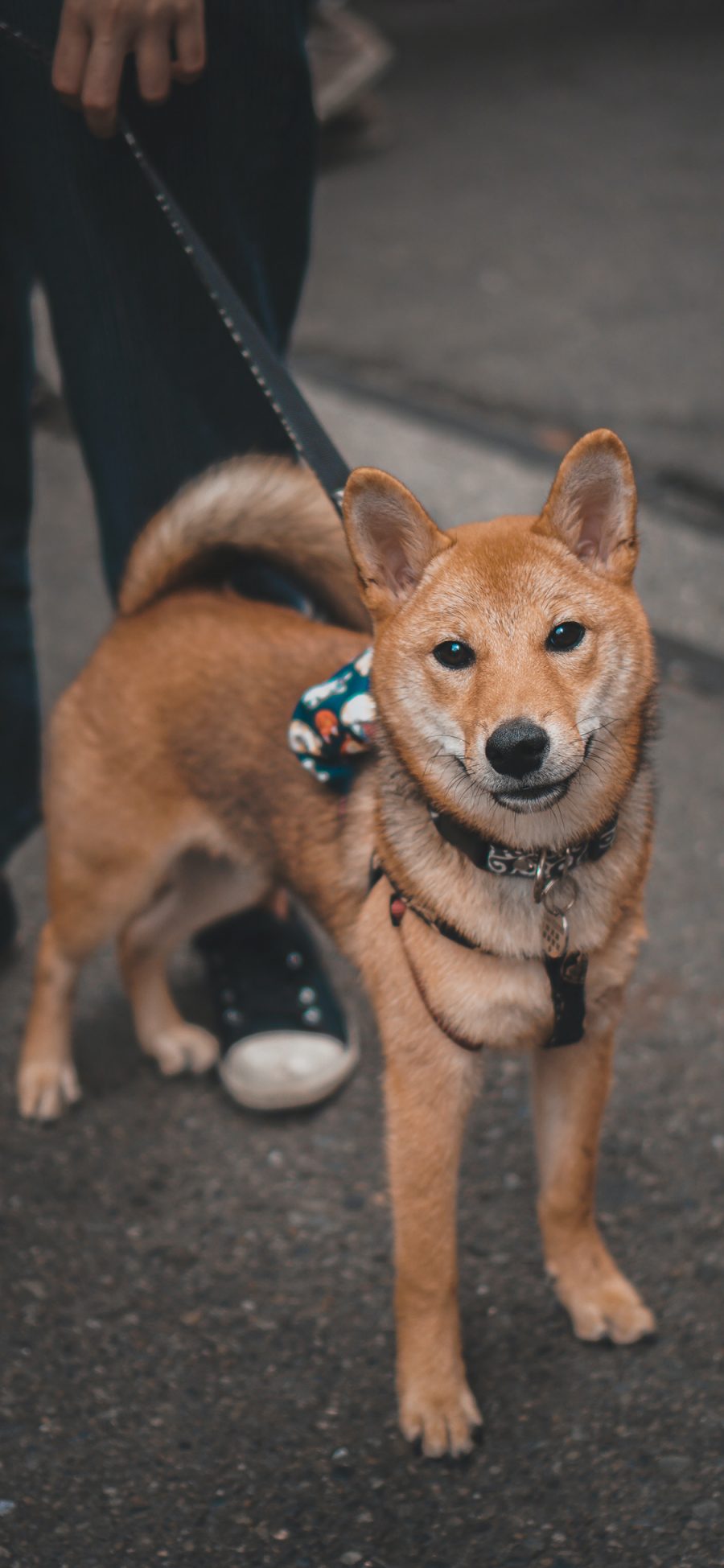 [2436×1125]柴犬 狗 汪星人 宠物 街道 苹果手机壁纸图片