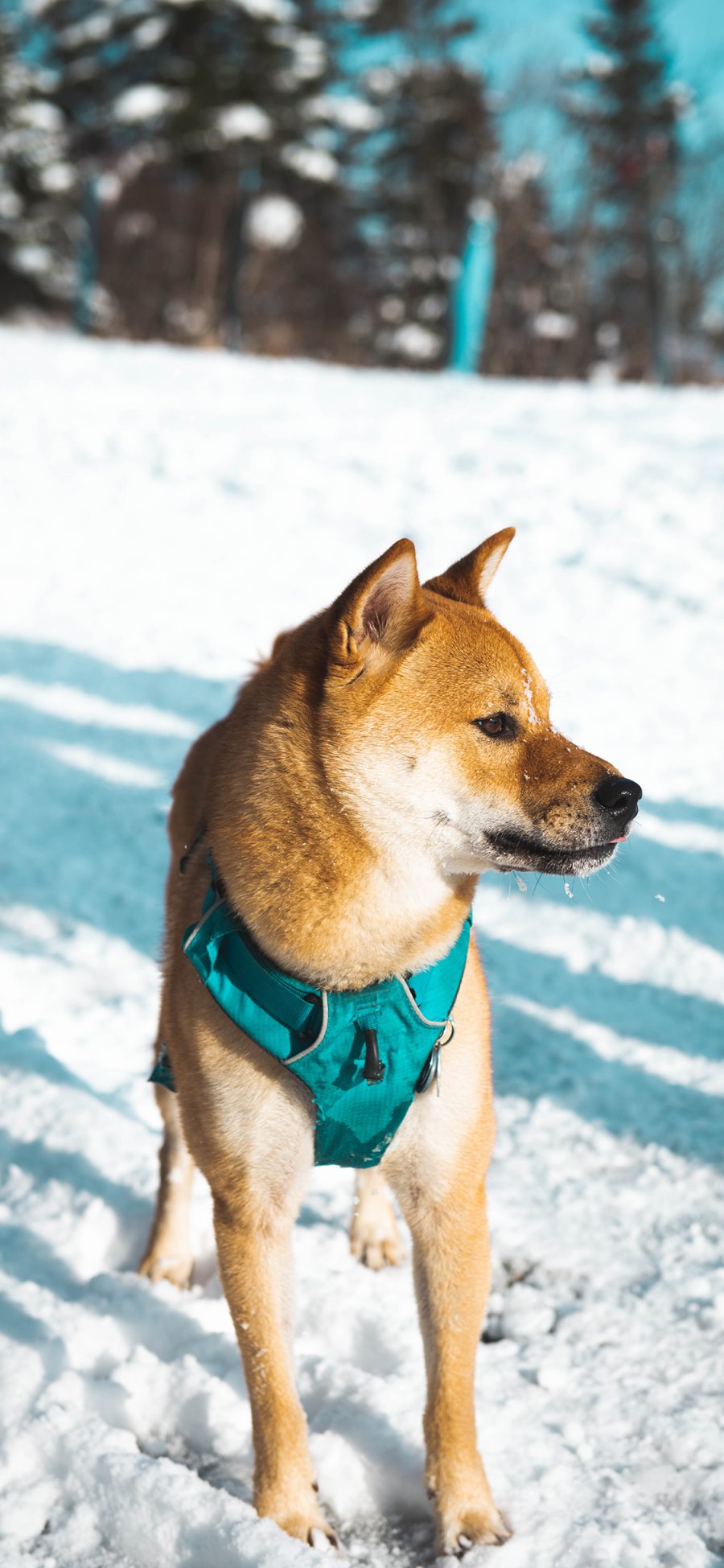 [2436×1125]柴犬 雪地 小狗 宠物 苹果手机壁纸图片