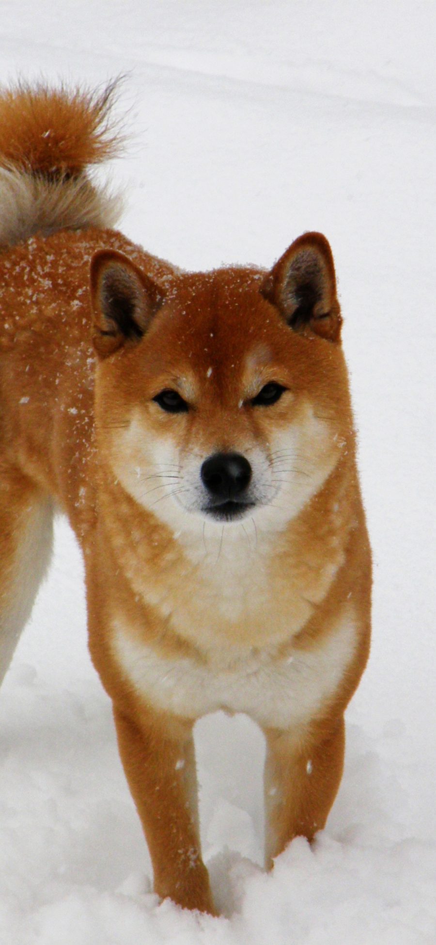 [2436×1125]柴犬 雪地 狗 汪星人 宠物 苹果手机壁纸图片