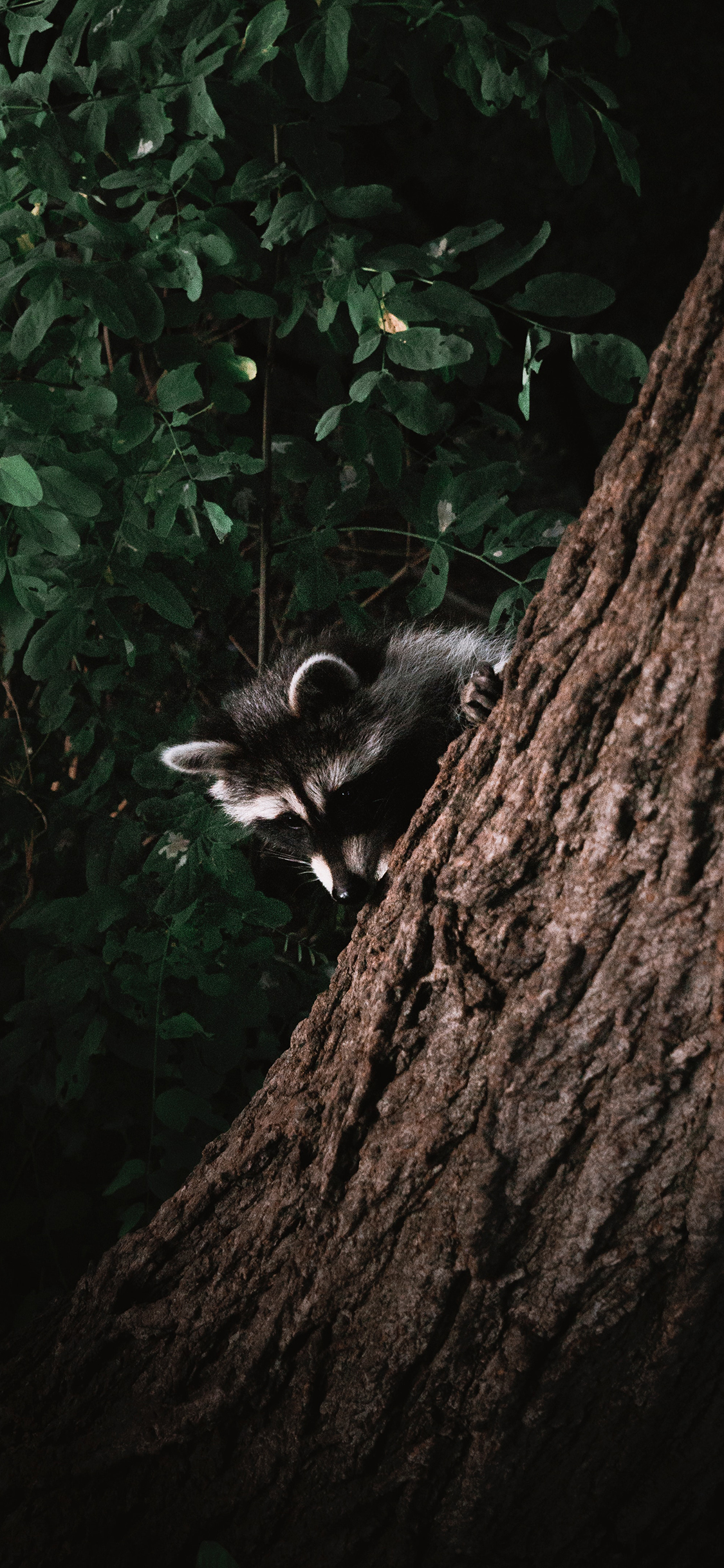 [2436×1125]树干 干脆面 浣熊 树林 苹果手机壁纸图片