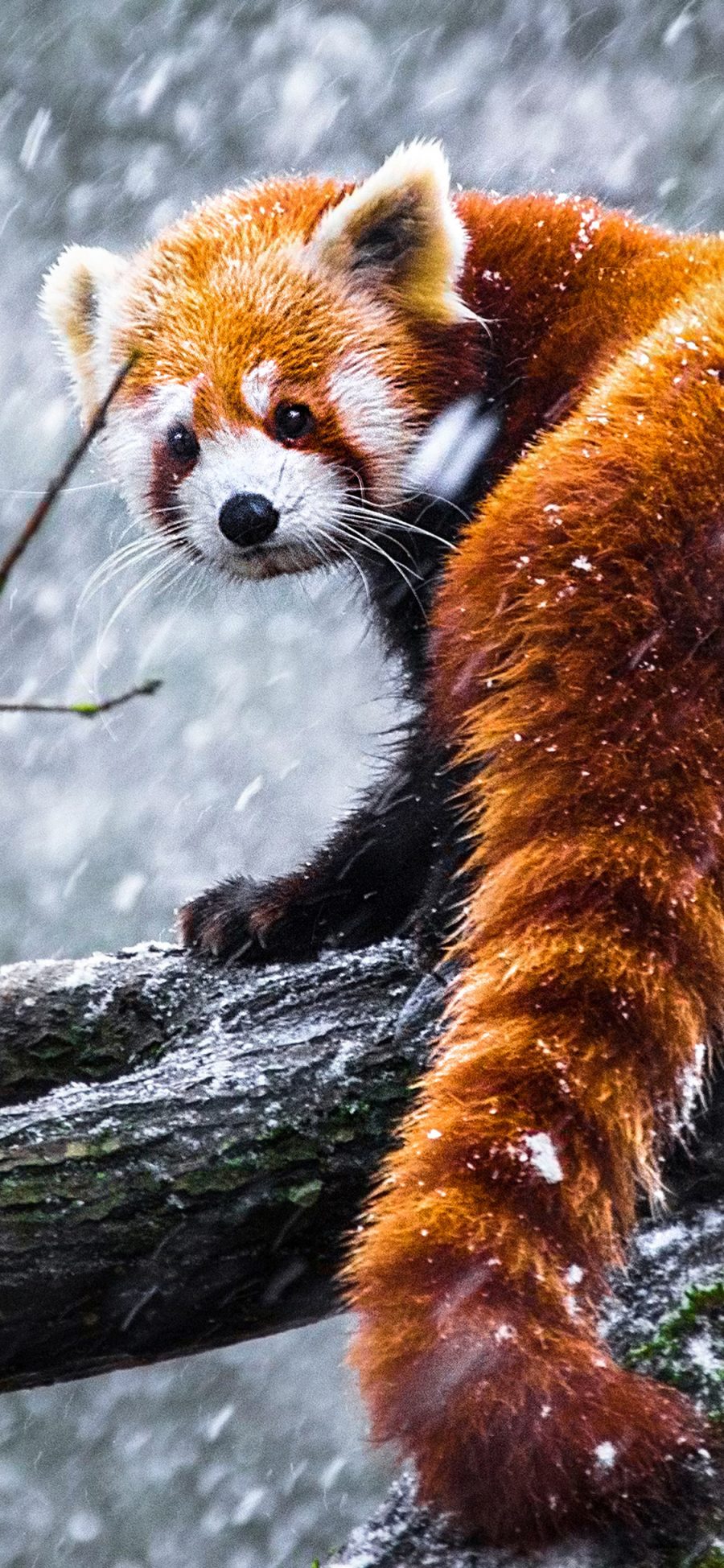 [2436×1125]树干 雪季 雪花 小熊猫 苹果手机壁纸图片