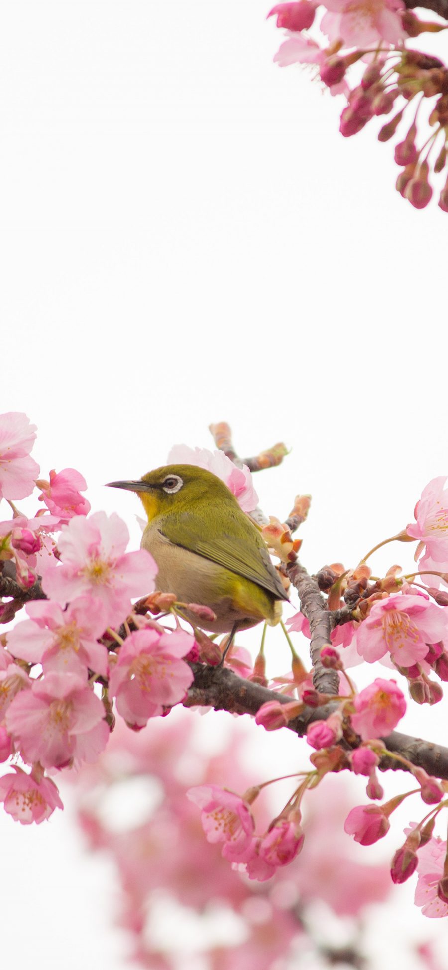 [2436×1125]树木 枝丫 粉色鲜花 飞鸟 栖息 苹果手机壁纸图片