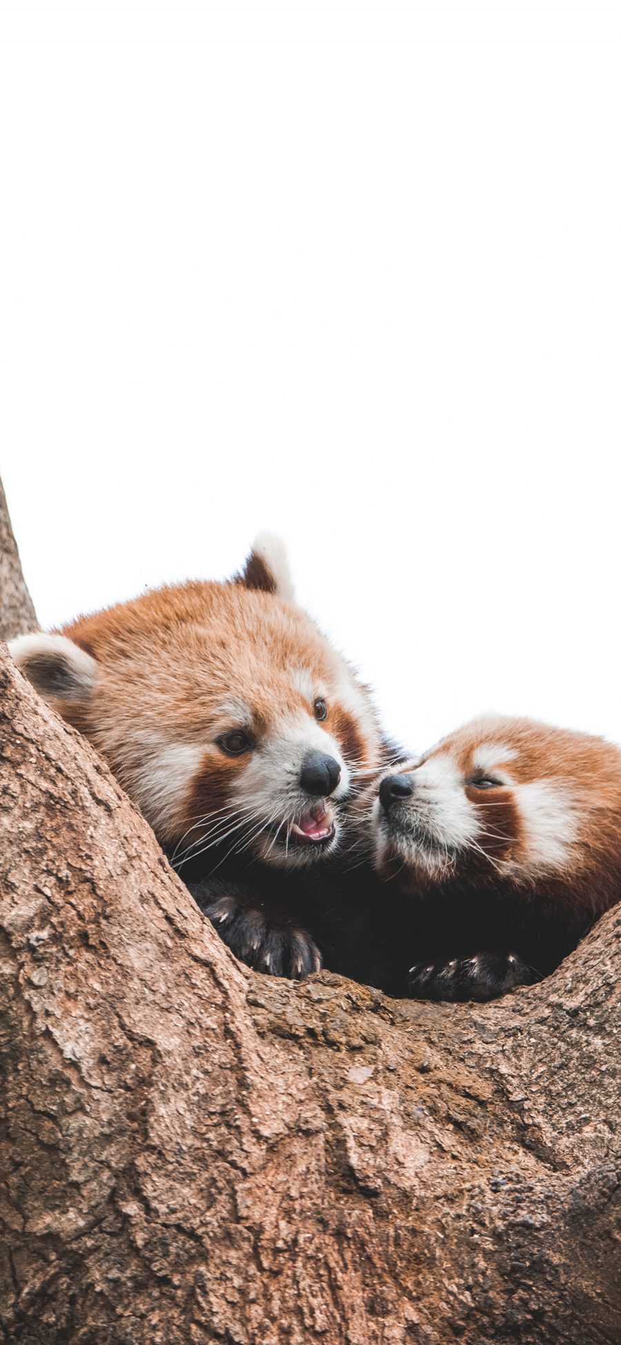 [2436×1125]树木 树干 小熊猫 可爱 苹果手机壁纸图片