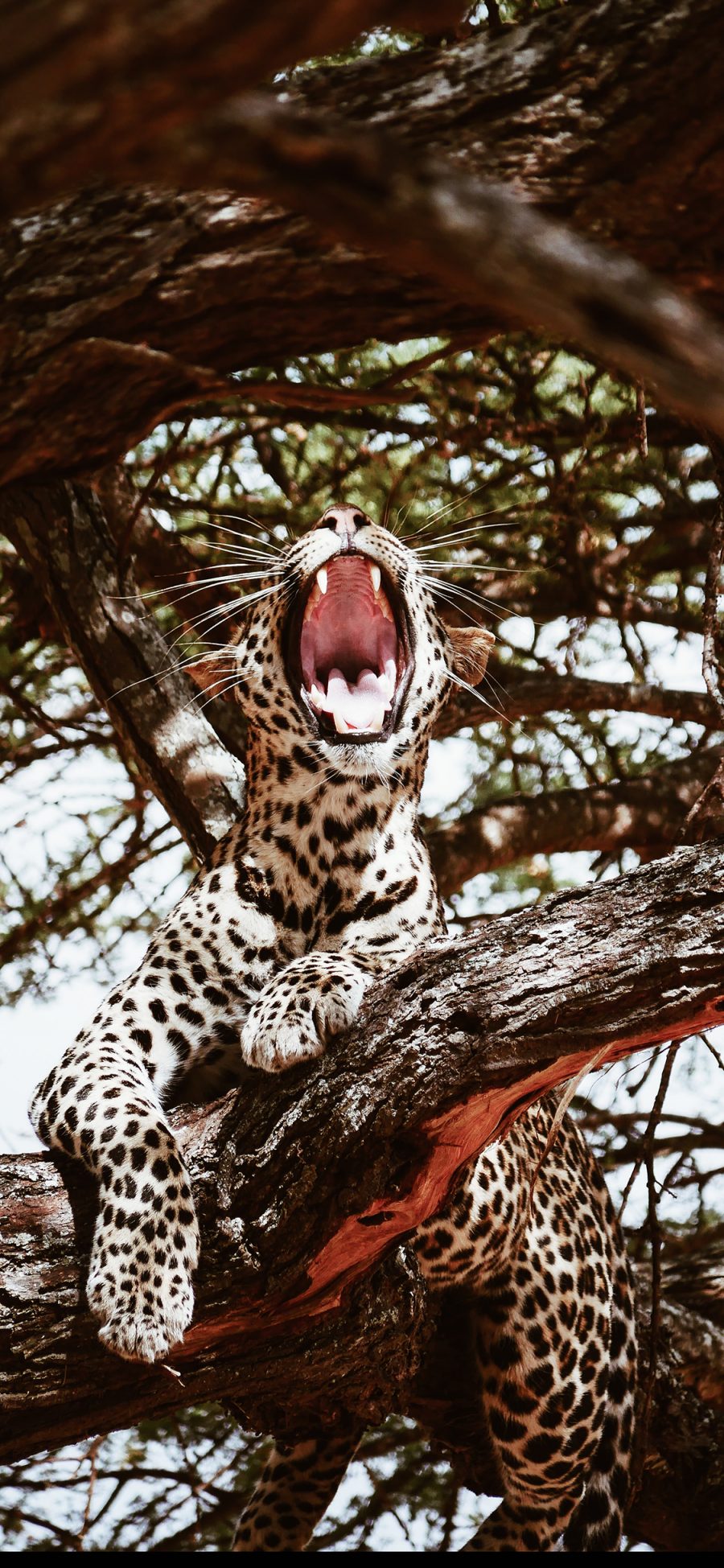 [2436×1125]树木 猎豹 尖牙 豹纹 苹果手机壁纸图片