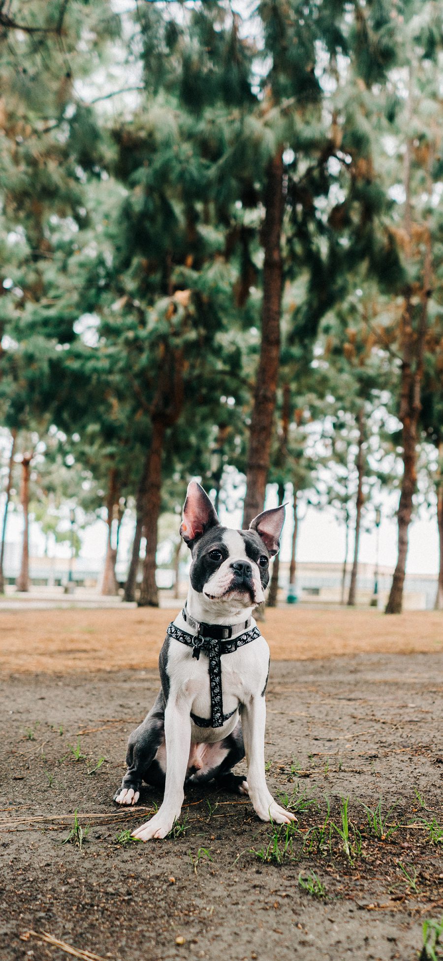 [2436×1125]树林 宠物狗 法斗犬 可爱 苹果手机壁纸图片