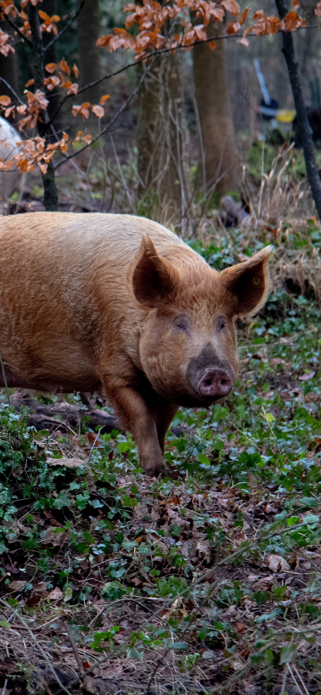 [2436×1125]树林 野猪 品种 放养 野生猪 苹果手机壁纸图片