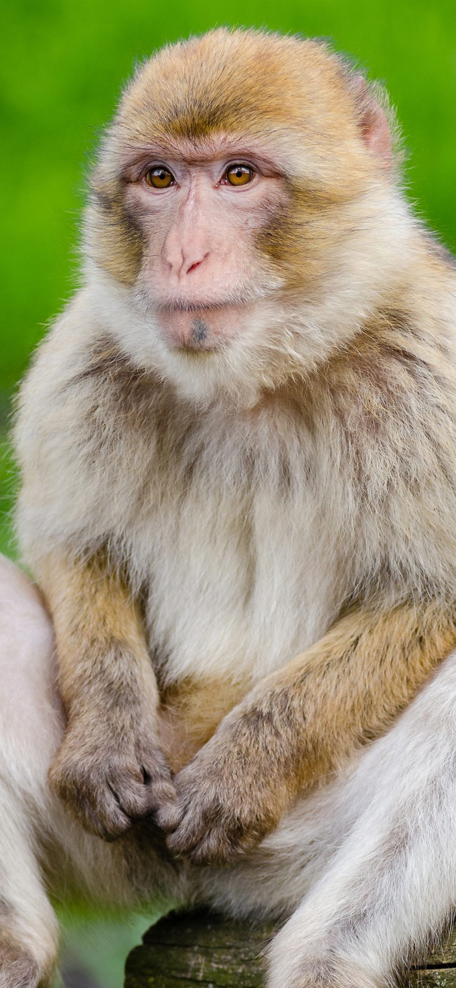 [2436×1125]树枝 动物 猴子 灵长类动物 苹果手机壁纸图片
